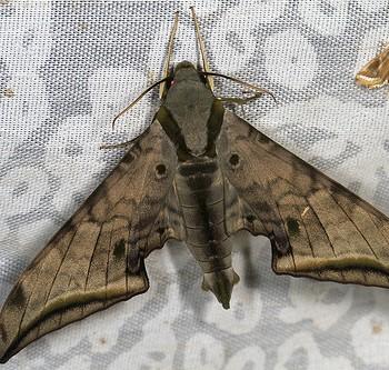 Ambulyx immaculata