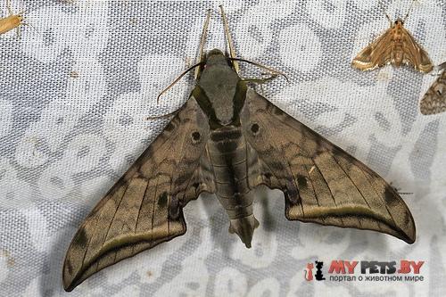 Ambulyx immaculata