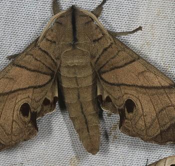 Marumba amboinicus