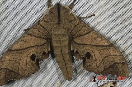 Marumba amboinicus