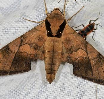 Ambulyx tattina