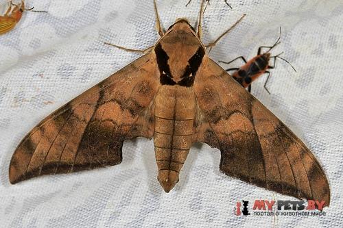 Ambulyx tattina