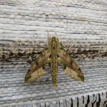 Xylophanes undata