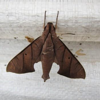 Pachylia darceta