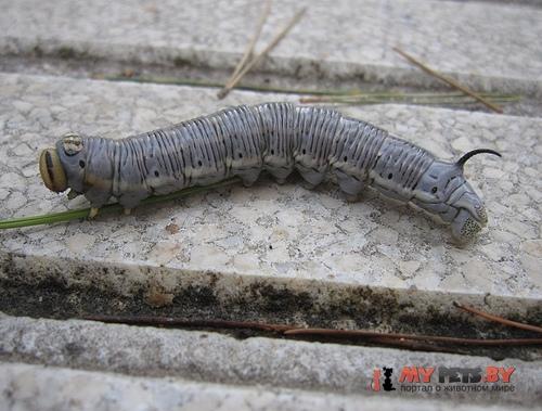 Sphinx maurorum