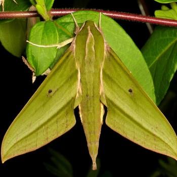 Xylophanes crotonis