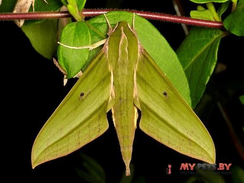 Xylophanes crotonis