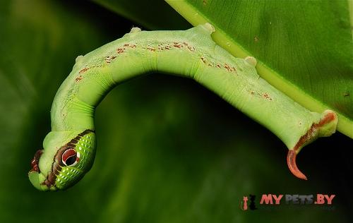 Eupanacra mydon