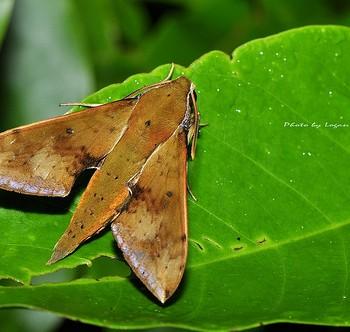 Rhagastis castor