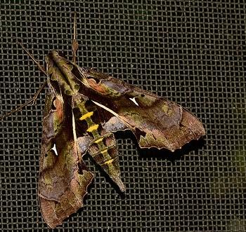 Madoryx plutonius