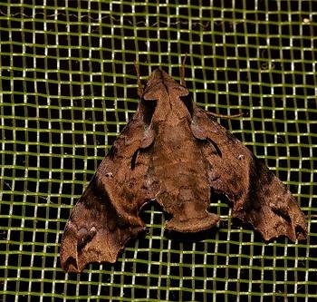 Nyceryx ericea