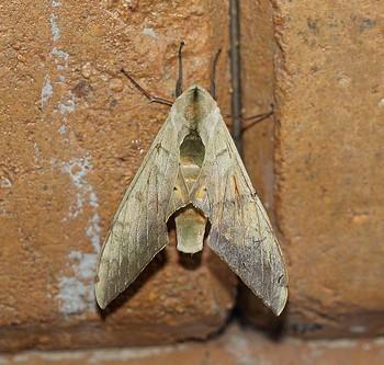 Pseudoclanis occidentalis