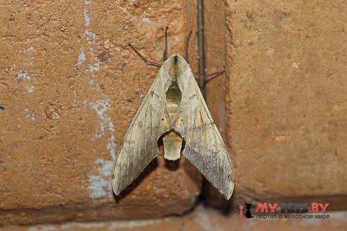 Pseudoclanis occidentalis