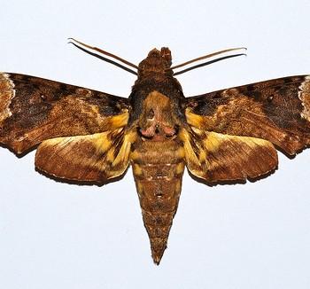Coelonia solani