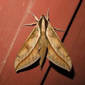 Xylophanes staudingeri