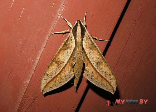 Xylophanes staudingeri
