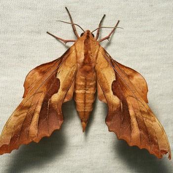 Phyllosphingia dissimilis