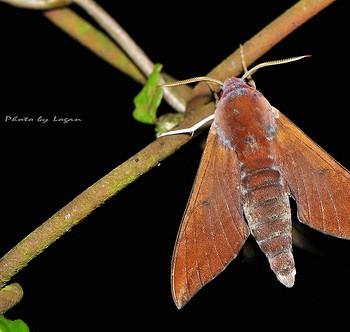 Dahira rubiginosa