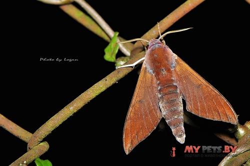 Dahira rubiginosa