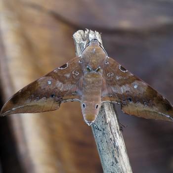 Ambulyx celebensis