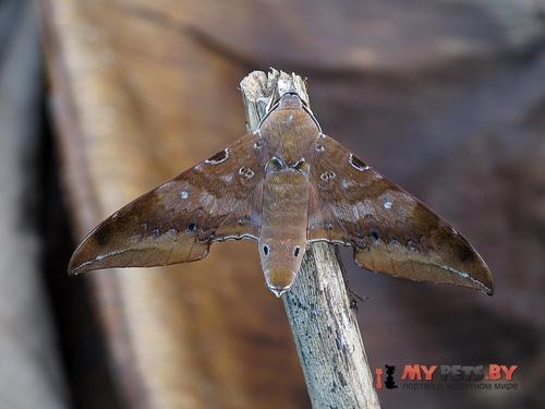 Ambulyx celebensis