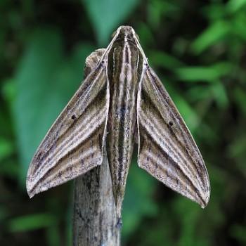Theretra hausmanni