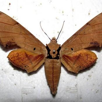 Ambulyx liturata
