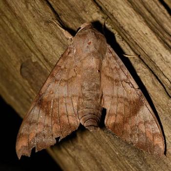 Acosmeryx omissa