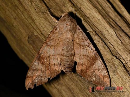 Acosmeryx omissa
