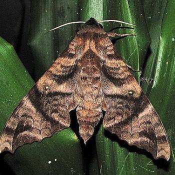 Acosmeryx sericeus