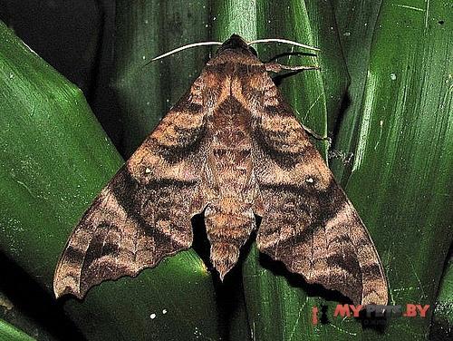 Acosmeryx sericeus