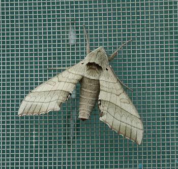 Rufoclanis rosea