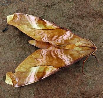 Rhadinopasa hornimani