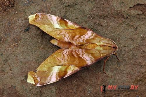 Rhadinopasa hornimani