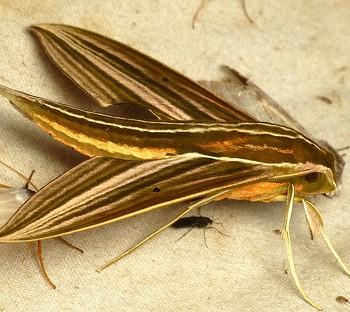 Xylophanes kiefferi
