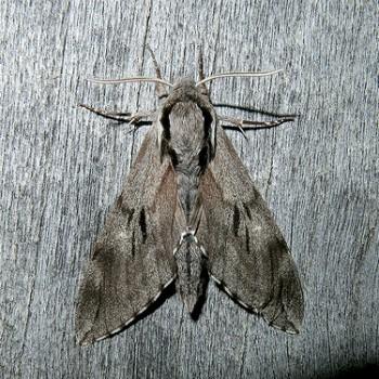 Sphinx maurorum