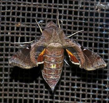Sphingonaepiopsis pumilio
