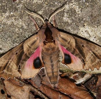 Paonias excaecata