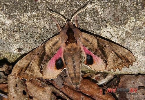 Paonias excaecata