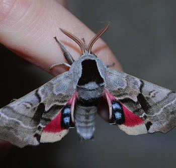 Smerinthus jamaicensis