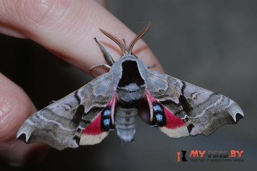 Smerinthus jamaicensis