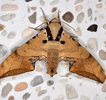 Ambulyx kuangtungensis