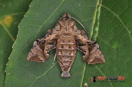 Neogurelca hyas