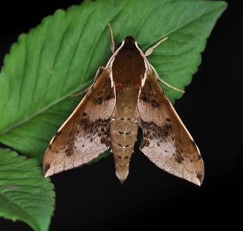 Rhagastis binoculata