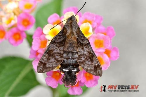 Macroglossum neotroglodytus