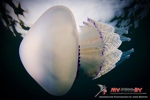 Rhizostoma pulmo
