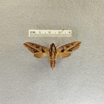 Theretra turneri