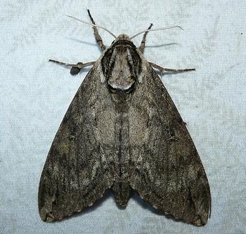 Ceratomia catalpae