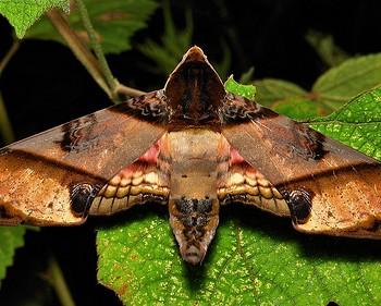 Amplypterus panopus