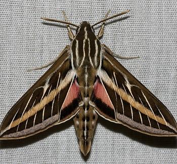Hyles lineata